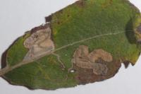 Stigmella salicis