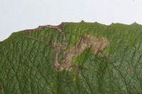 Stigmella salicis