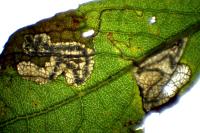 Stigmella salicis
