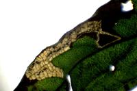 Stigmella salicis
