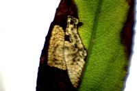 Stigmella salicis