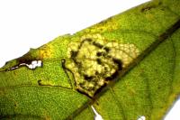 Stigmella salicis