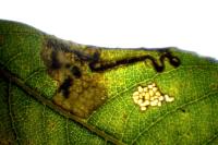 Stigmella salicis