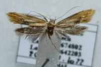 Batia lambdella
