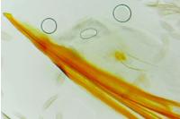 Adela reaumurella