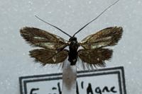 Adela reaumurella