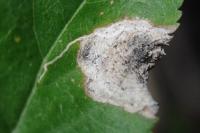 Stigmella plagicolella