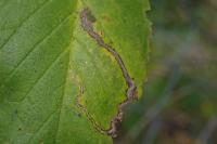 Stigmella ulmivora