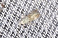 Bucculatrix frangutella