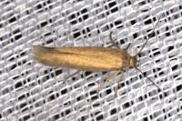 Scythris terrenella