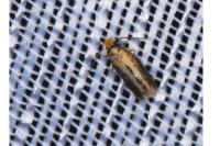 Stigmella eberhardi