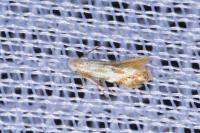 Bucculatrix bechsteinella
