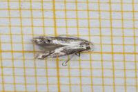 Blastodacna atra