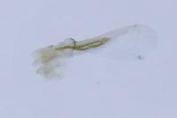 Bucculatrix bechsteinella