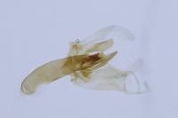 Blastodacna atra