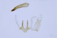 Blastodacna atra