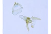 Zimmermannia atrifrontella