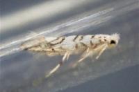 Phyllonorycter