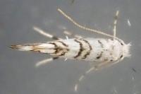 Phyllonorycter
