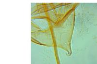 Phyllonorycter