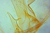 Phyllonorycter