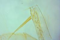 Phyllonorycter