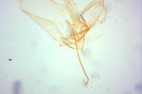 Phyllonorycter