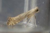 Parornix fagivora