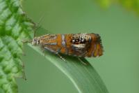 Olethreutes arcuella