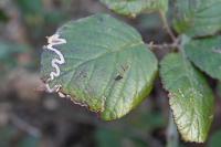 Stigmella aurella