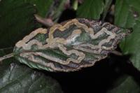 Stigmella aurella
