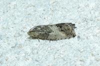 Cydia splendana