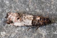 Notocelia incarnatana