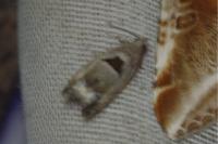 Epinotia ramella