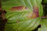 Ectoedemia erythrogenella