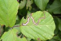 Stigmella aurella