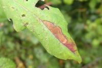 Ectoedemia erythrogenella