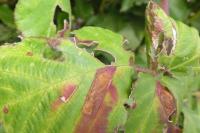 Ectoedemia erythrogenella