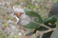 Acrocercops brongniardella