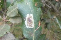 Phyllonorycter belotella