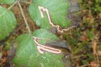 Stigmella aurella