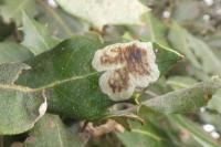 Phyllonorycter belotella