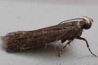 Aroga velocella
