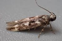 Caryocolum tischeriellum
