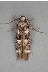 Caryocolum tischeriellum