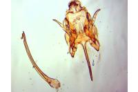 Caryocolum tischeriellum