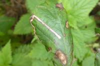 Stigmella aurella