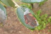 Acrocercops brongniardella