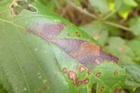 Ectoedemia erythrogenella