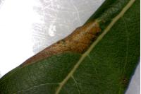 Phyllonorycter salictella